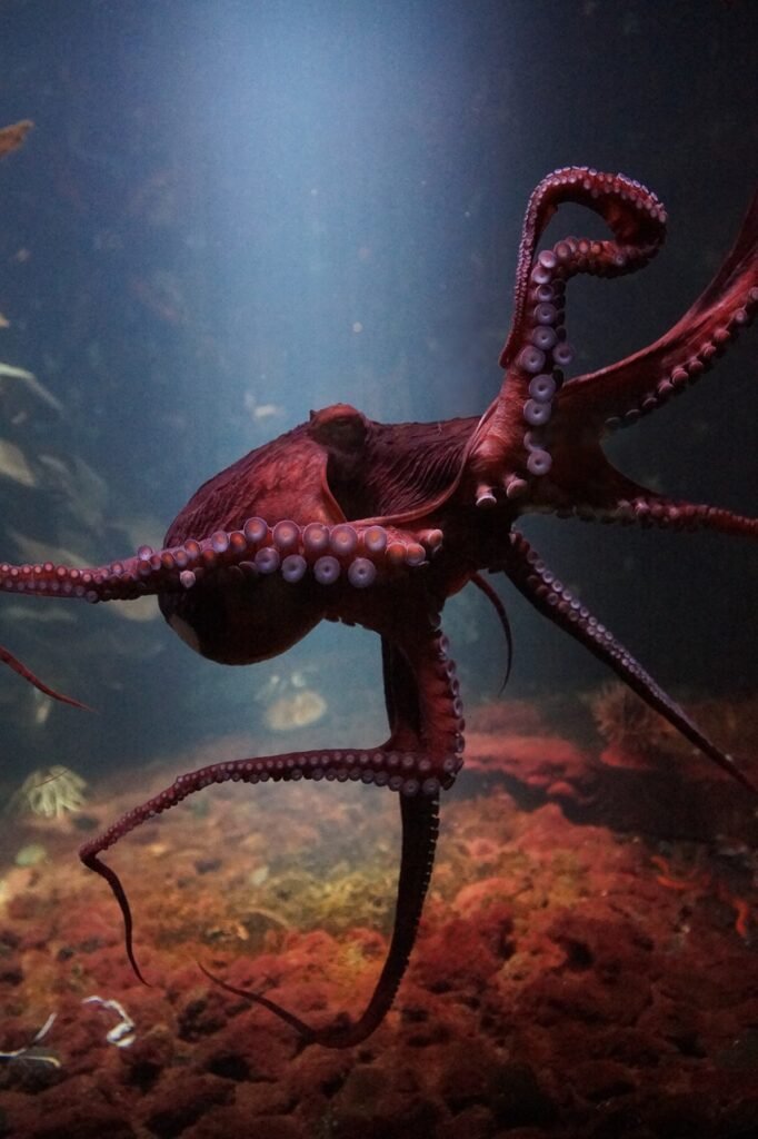 octopus, sea life underwater, ocean-3232758.jpg